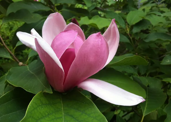 Navigli Downtown Cocco House Mediolan