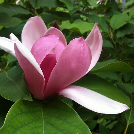 Navigli Downtown Cocco House Milão